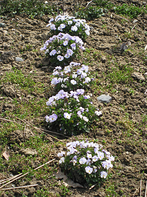 pansy unmulched